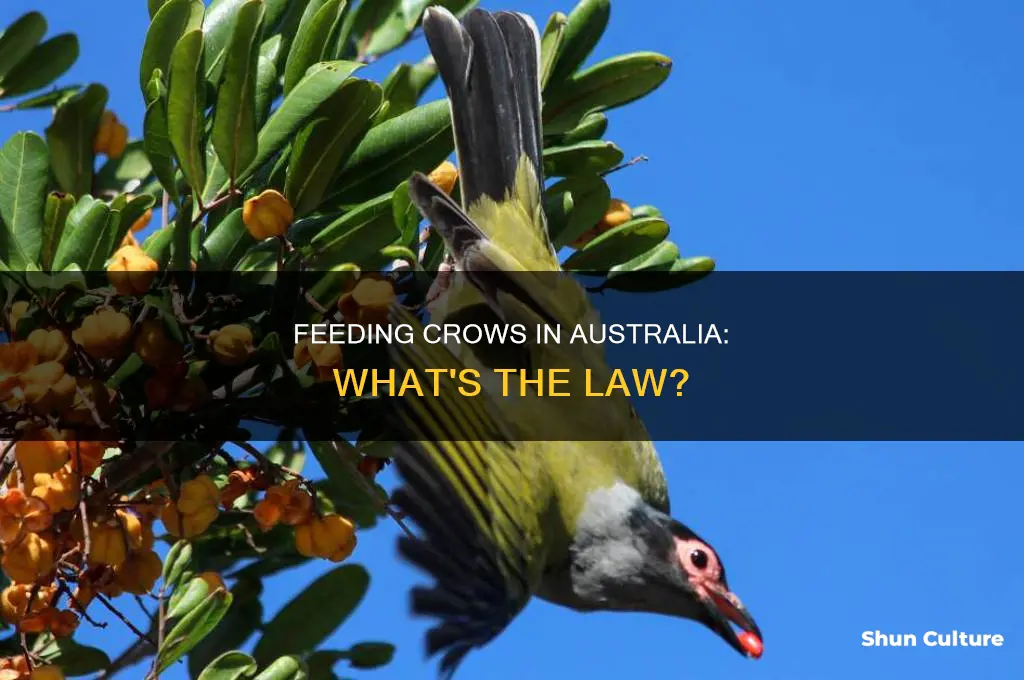 is it illegal to feed crows in australia