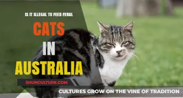 Feral Cat Feeding in Australia: What's the Law?