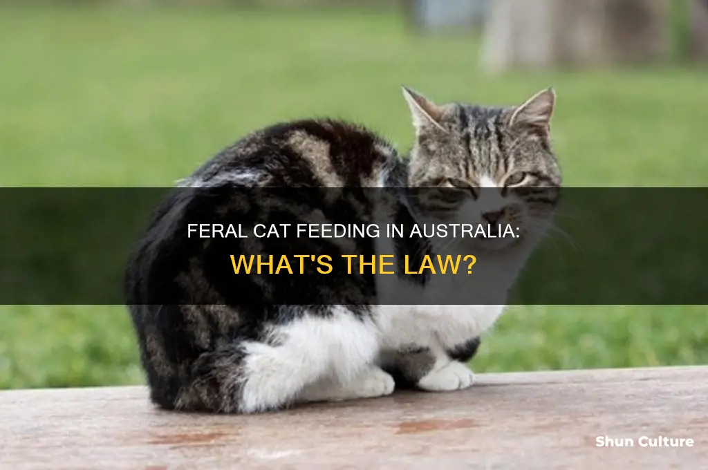 is it illegal to feed feral cats in australia
