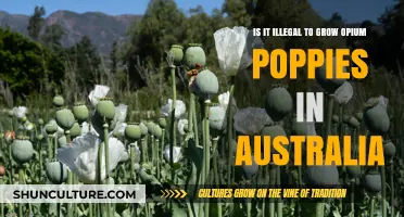 Opium Poppy Cultivation: Australia's Legal Stance Explored