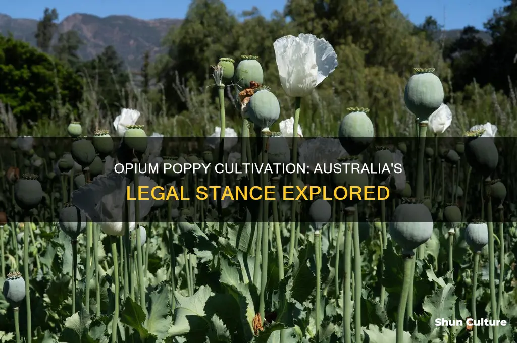 is it illegal to grow opium poppies in australia