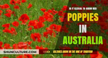 Growing Red Poppies: Australia's Legal Stance