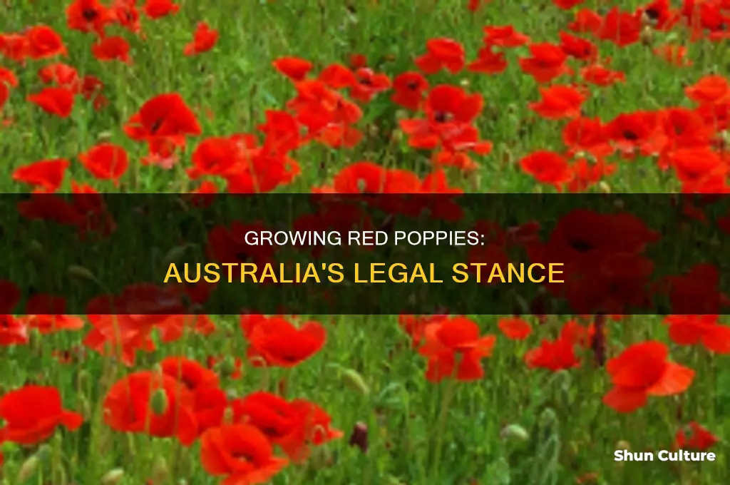is it illegal to grow red poppies in australia