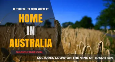 Growing Wheat at Home: Legal in Australia?