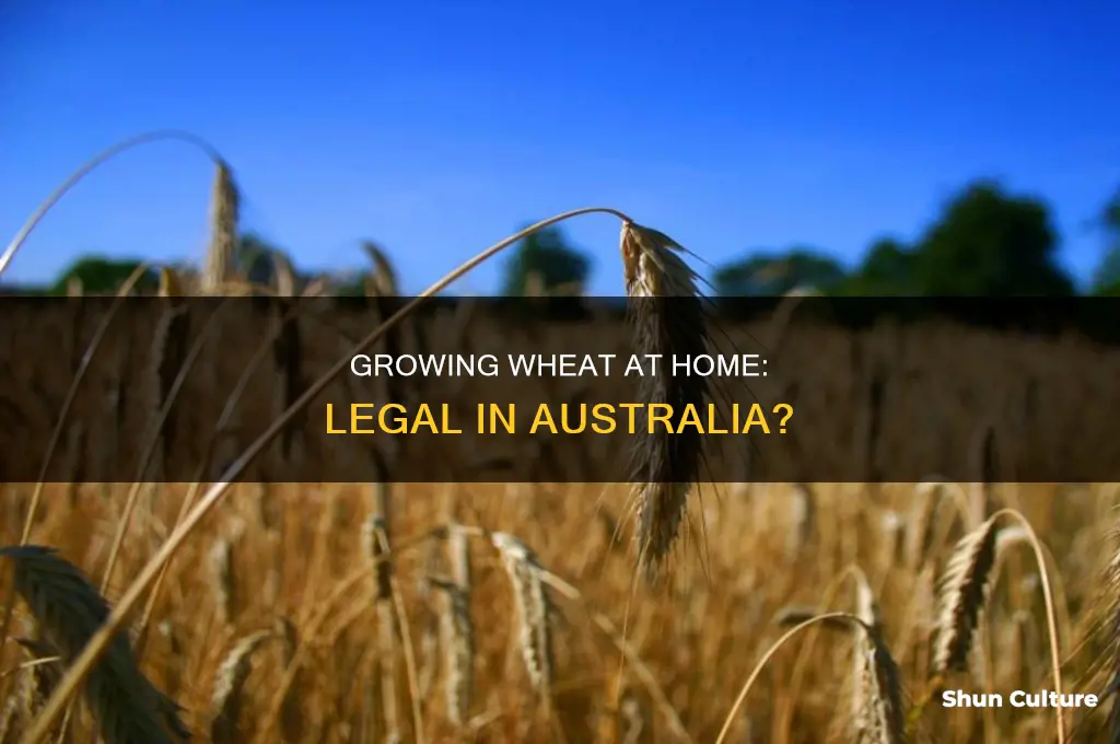 is it illegal to grow wheat at home in australia