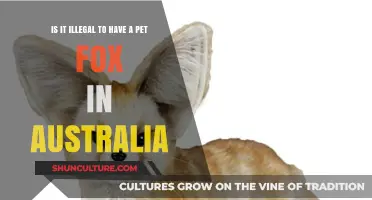 Foxes as Pets: Australia's Legal Stance