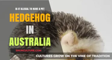 Hedgehog Pet Ownership: Australia's Legal Stance
