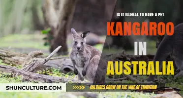 Kangaroo Pet Ownership: Australia's Legal Stance