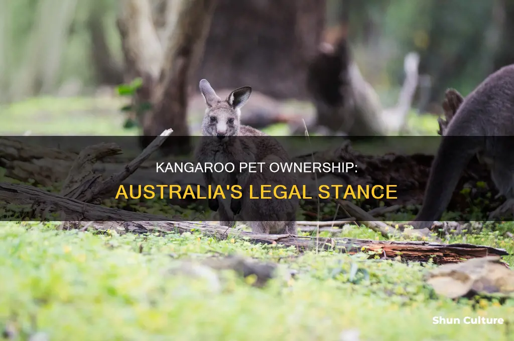 is it illegal to have a pet kangaroo in australia