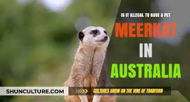 Meerkats as Pets: Australia's Legal Stance