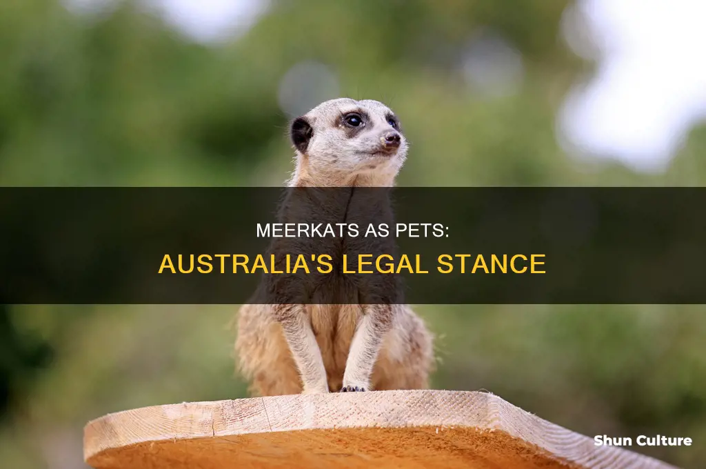 is it illegal to have a pet meerkat in australia