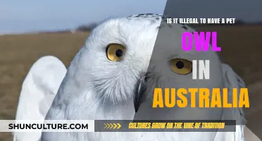 Australia's Strict Owl Pet Ownership Laws