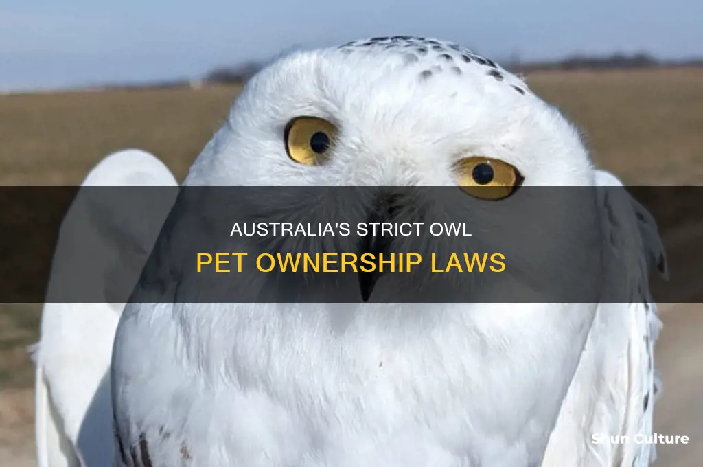 is it illegal to have a pet owl in australia