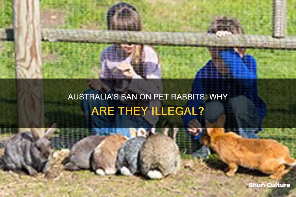 is it illegal to have a pet rabbit in australia