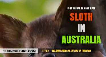 Australia's Pet Sloth Laws: What's the Verdict?