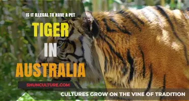 Pet Tigers in Australia: What's the Law?