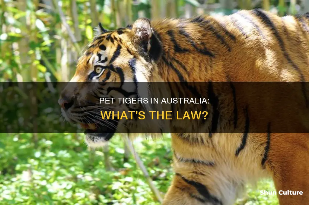 is it illegal to have a pet tiger in australia