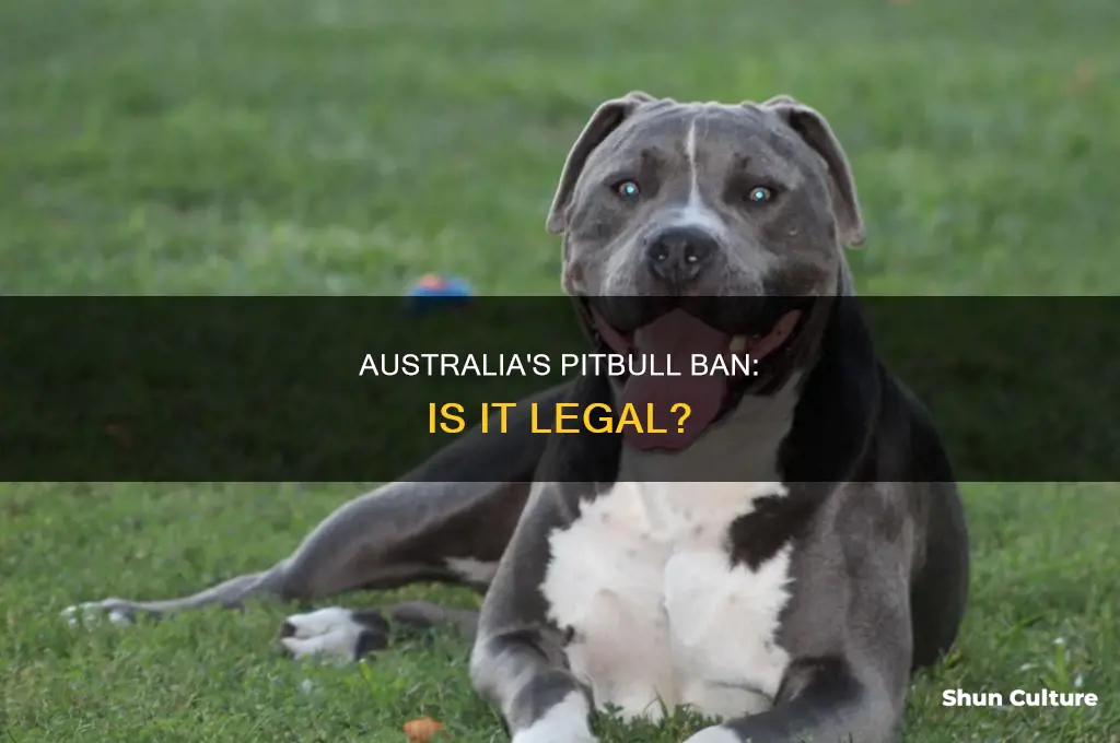 is it illegal to have a pitbull in australia