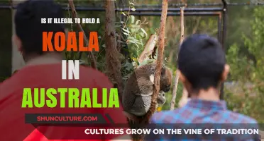Koala Cuddling: Legal or Not?