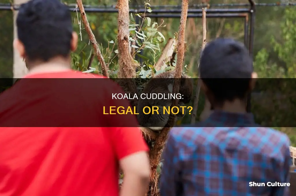 is it illegal to hold a koala in australia