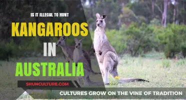 Is Hunting Kangaroos Legal in Australia? Laws and Regulations Explained