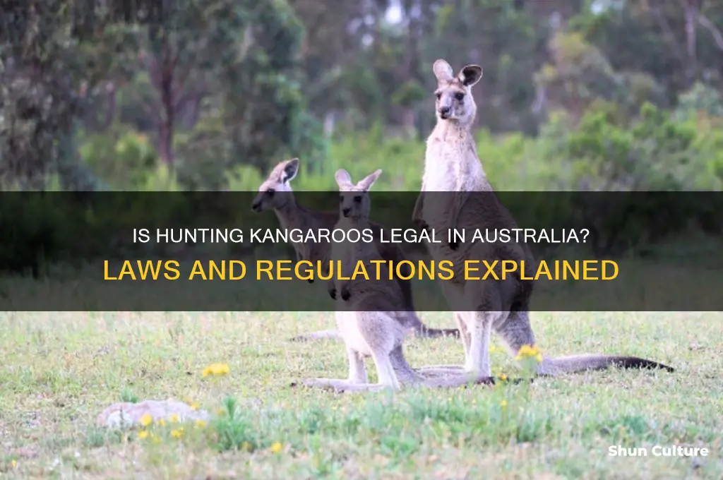 is it illegal to hunt kangaroos in australia