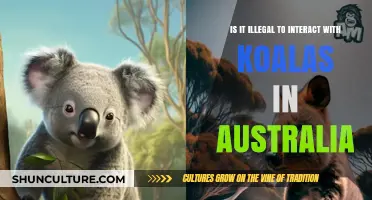 Exploring Australian Wildlife: Koala Interactions and Legality