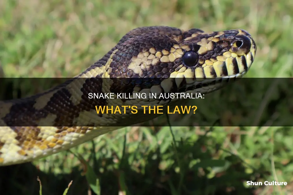 is it illegal to kill a snake in australia