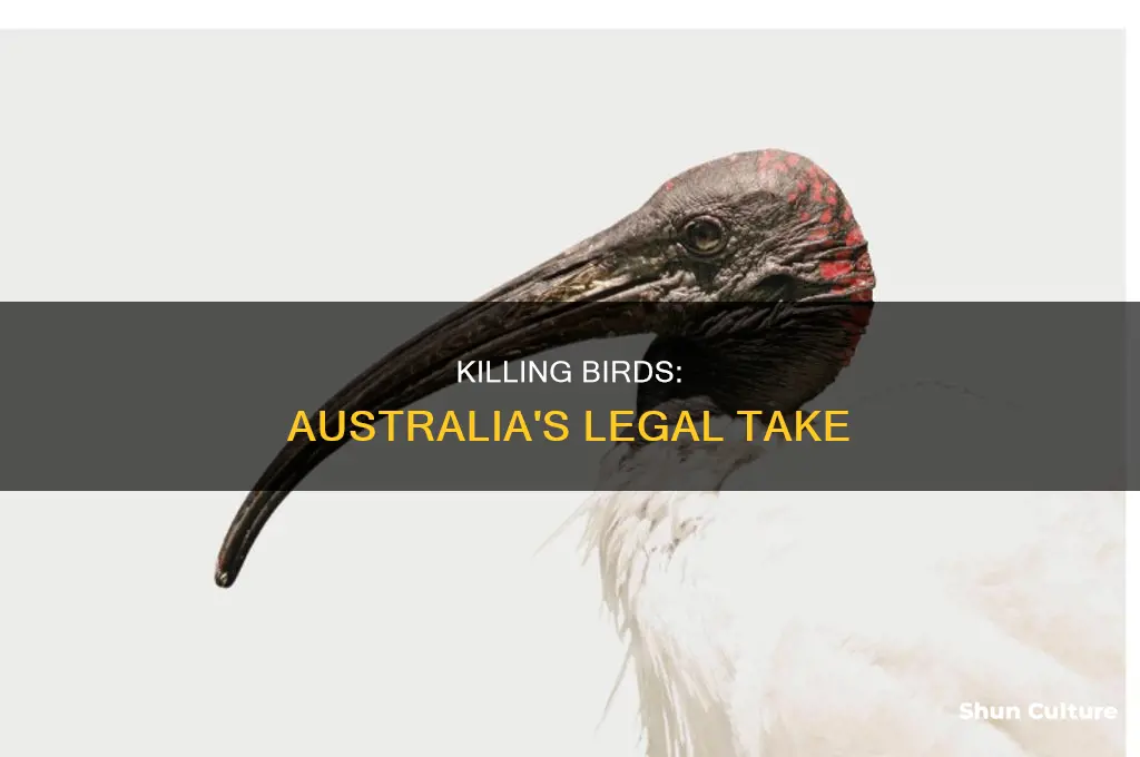 is it illegal to kill birds in australia