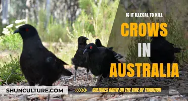 Killing Crows: Australia's Legal Take