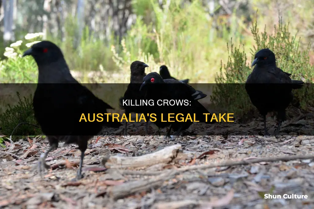 is it illegal to kill crows in australia