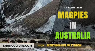 Magpie Slaughter in Australia: What's the Law?