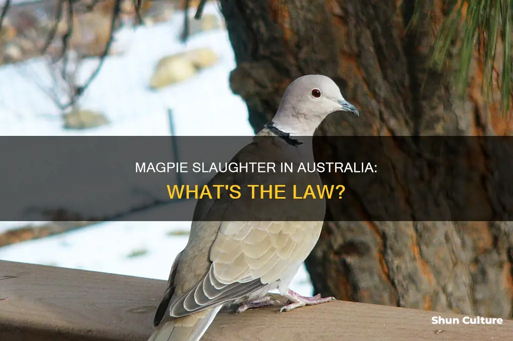 is it illegal to kill magpies in australia
