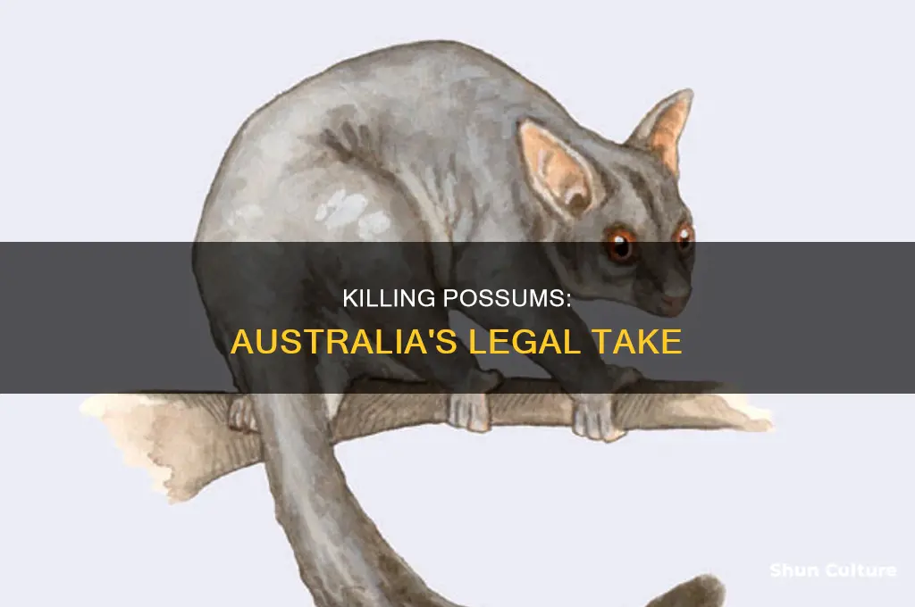 is it illegal to kill possums in australia