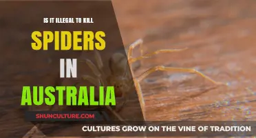 Killing Spiders in Australia: What's the Law?