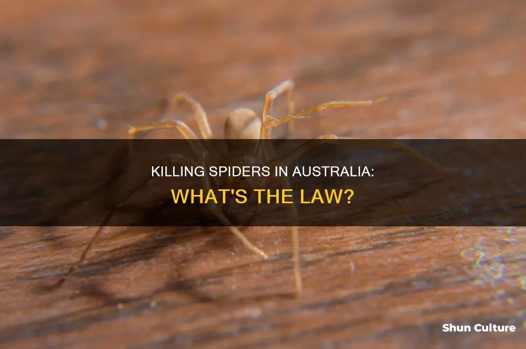 is it illegal to kill spiders in australia