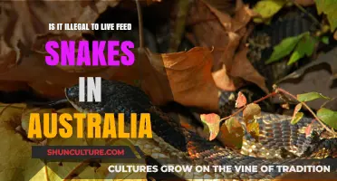Snake Feeding in Australia: What's Legal?