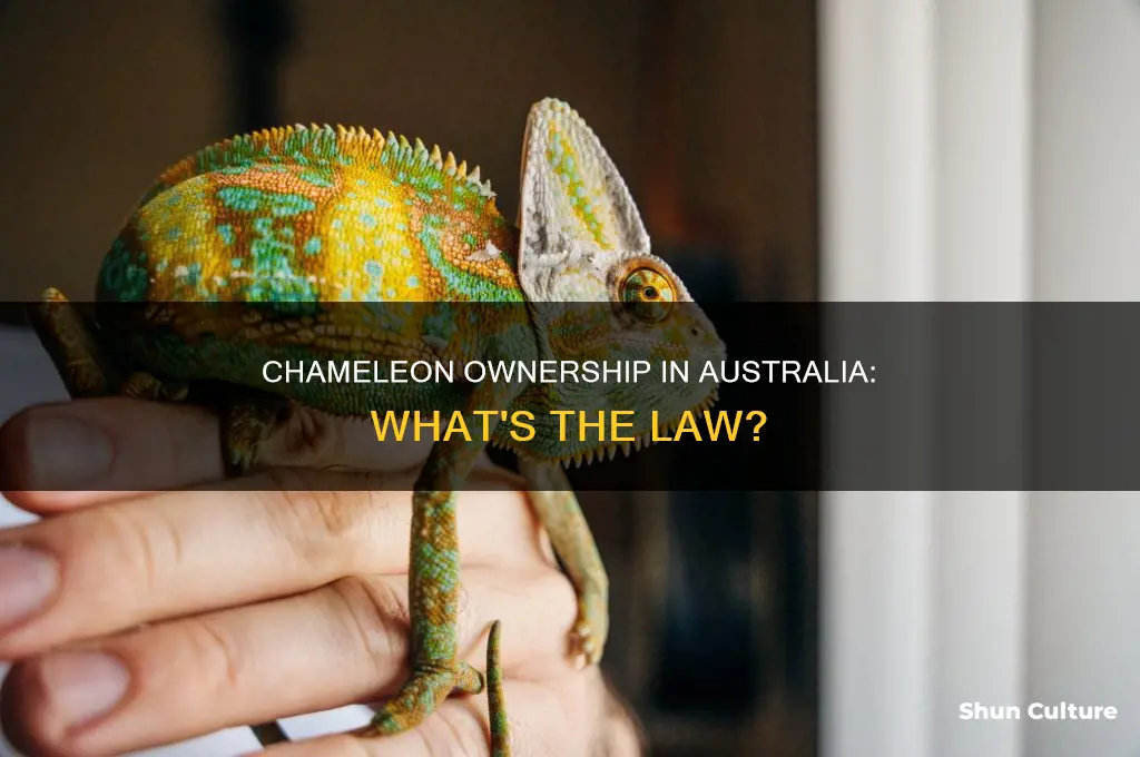 is it illegal to own a chameleon in australia
