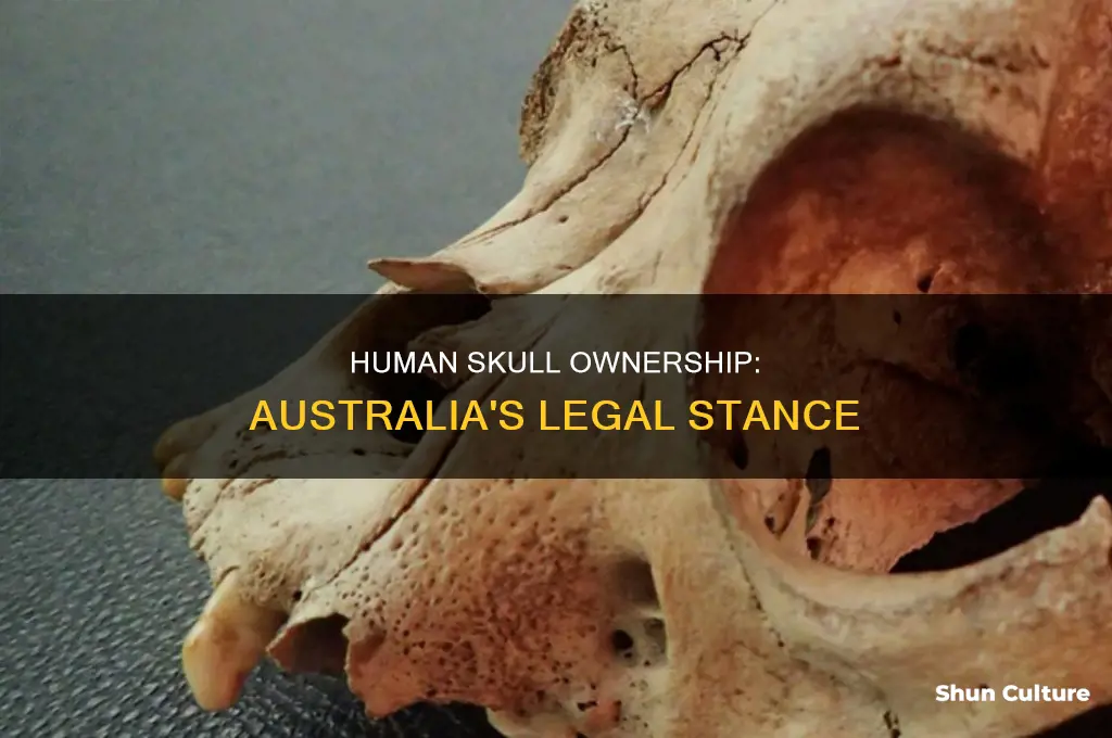 is it illegal to own a human skull australia