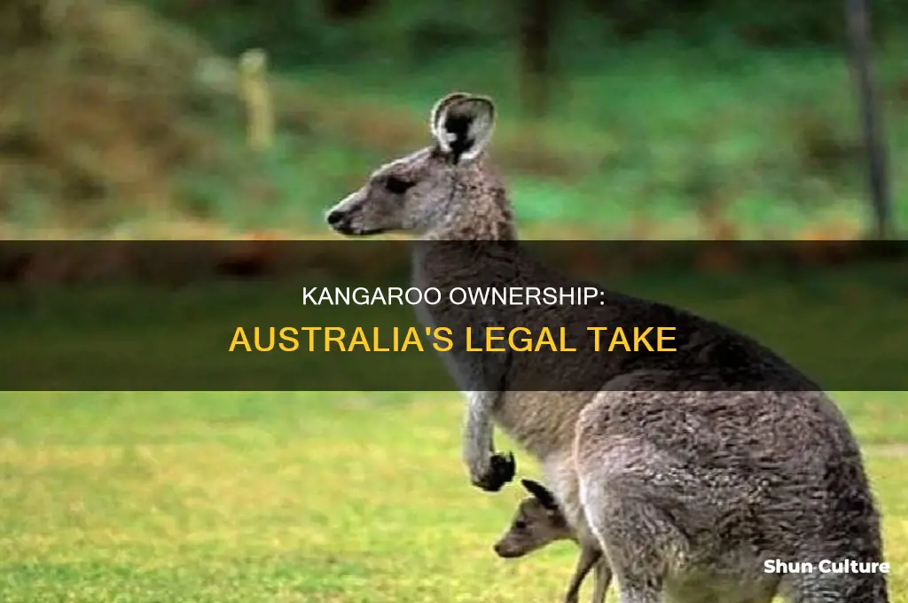 is it illegal to own a kangaroo in australia