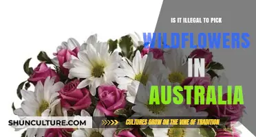 Picking Wildflowers in Australia: What's the Law?