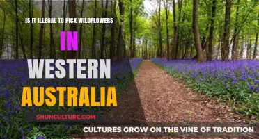 Picking Wildflowers in Western Australia: Legal or Not?