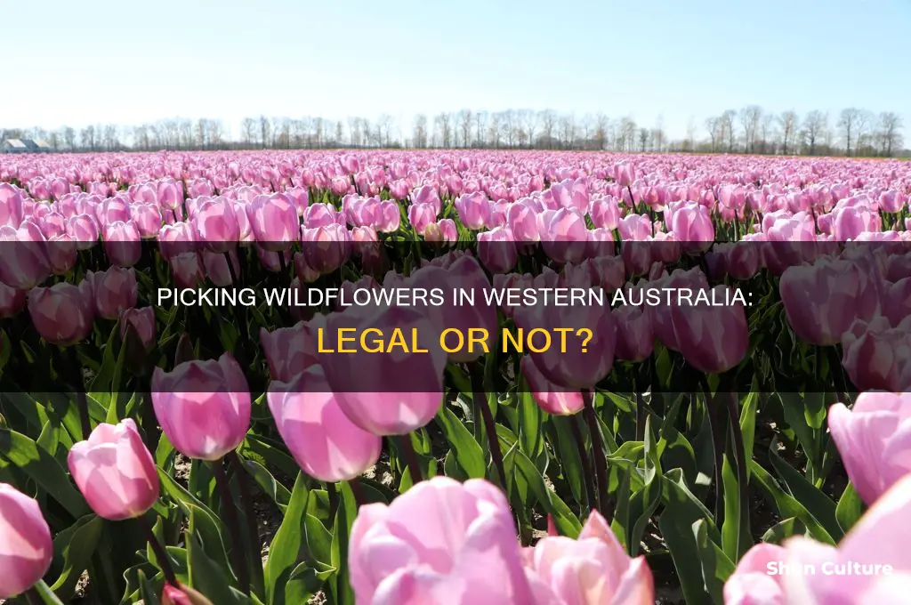 is it illegal to pick wildflowers in western australia