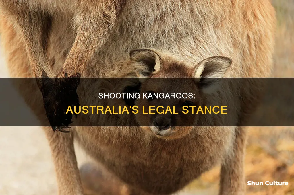 is it illegal to shoot kangaroos in australia