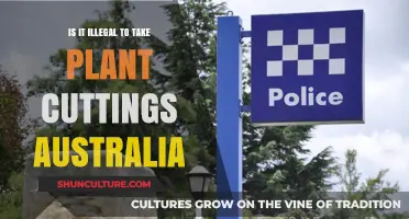 Plant Cuttings in Australia: Legal or Not?