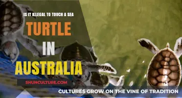 Touching Sea Turtles: Australia's Laws and Penalties