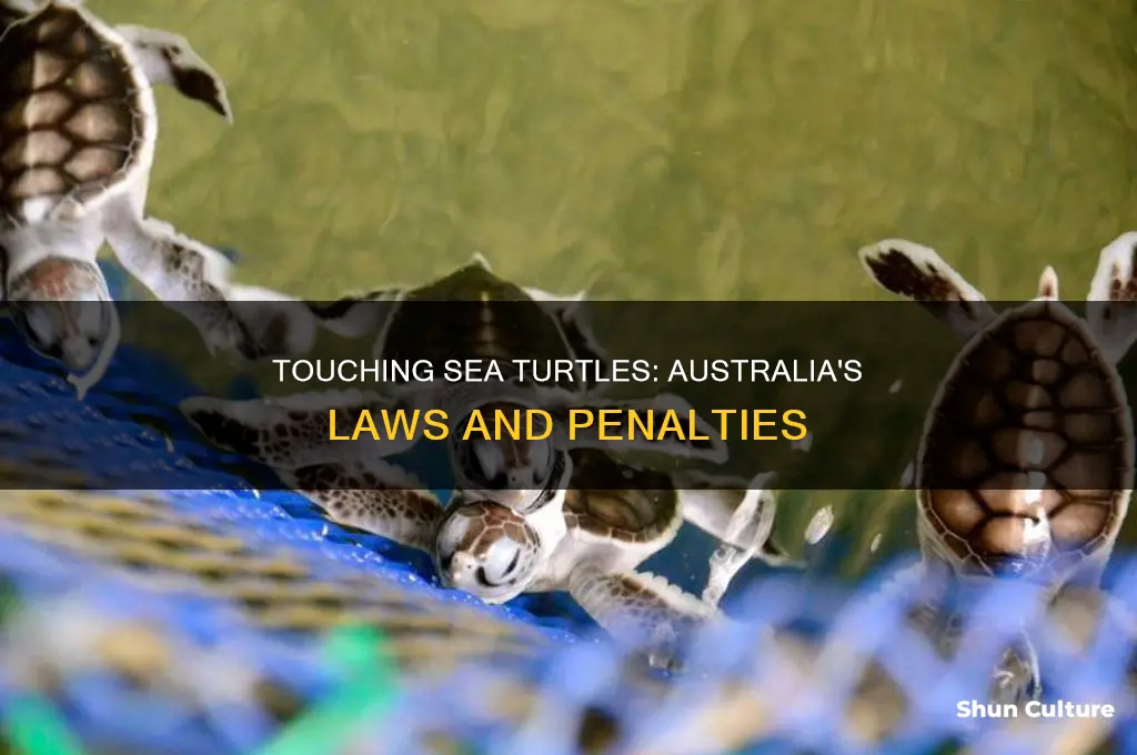 is it illegal to touch a sea turtle in australia