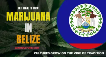 Belize's Marijuana Laws: Understanding the Legal Landscape for Cultivation