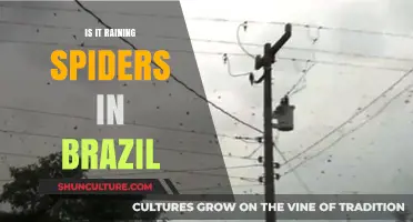 Are Spiders Falling from the Sky in Brazil? Unraveling the Mystery