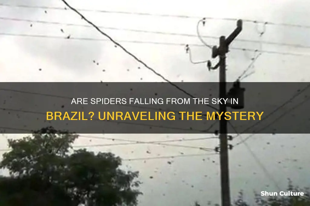 is it raining spiders in brazil